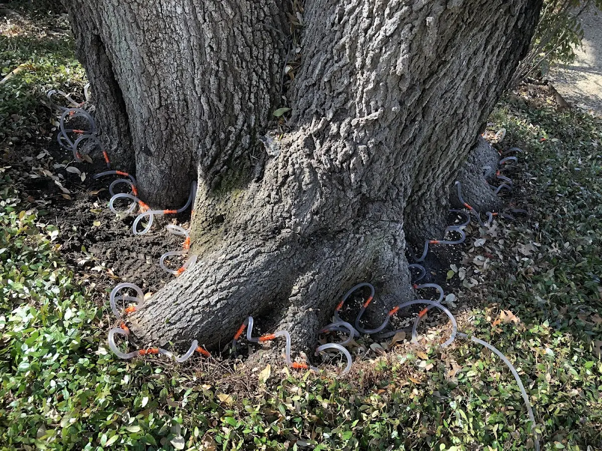 Detailed Tree Cabling and Bracing job site in Lucedale