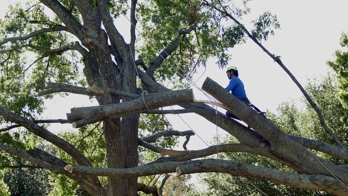 Professional Crown Thinning performed by certified arborists in Lucedale