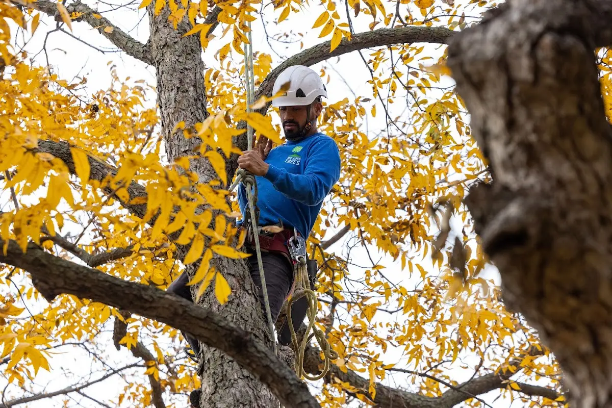 Skilled Tree Transplanting crew working in Lucedale